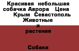 Красивая, небольшая собачка Аврора › Цена ­ 1 - Крым, Севастополь Животные и растения » Собаки   